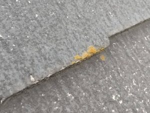 スレート瓦　苔・カビの発生